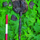 A piece of skull with a wooden spike. (Image: S. Gummesson et al., 2018)